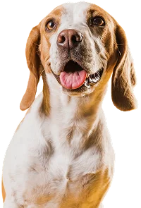 Animais hospedados no hotel para pets da Banho D’Espuma, em Cacoal.